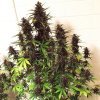 Auto LSD