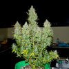 Auto Tutankhamon