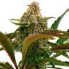 Bruce Banner Fast